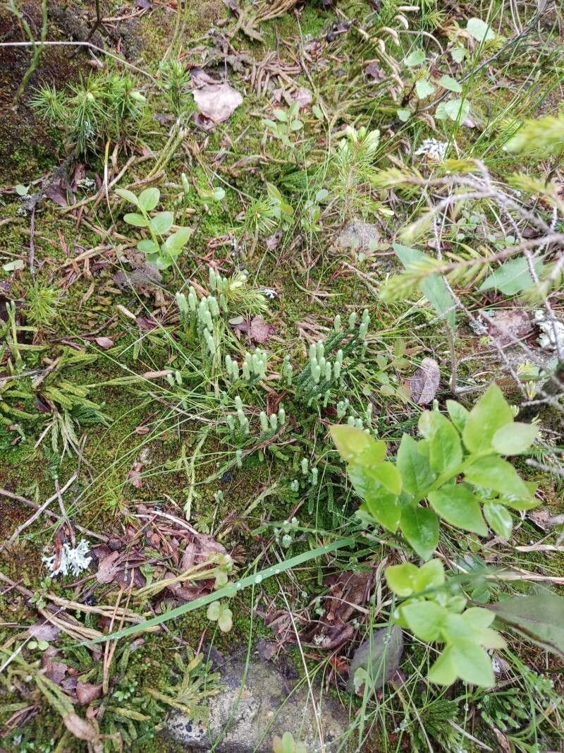 Alpine Clubmoss