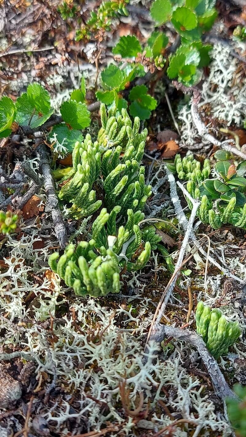Alpine Clubmoss photo 2
