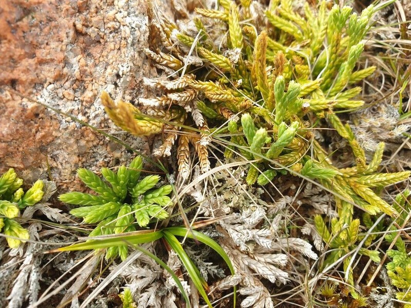 Alpine Clubmoss photo 3