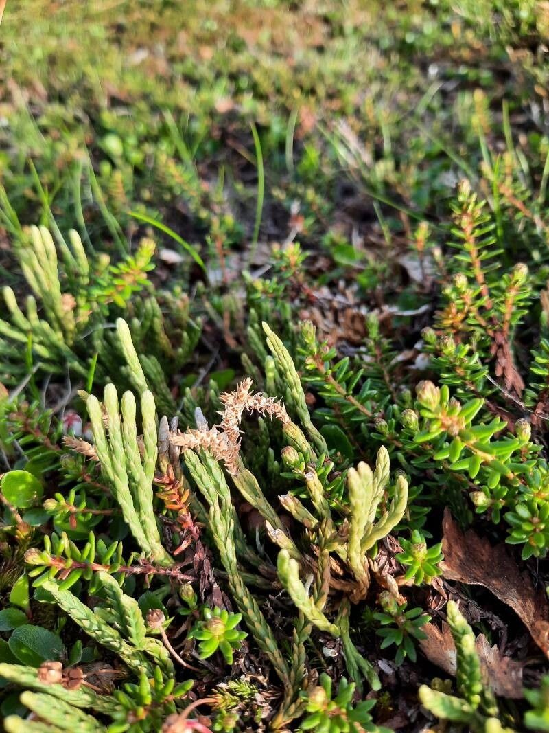 Alpine Clubmoss photo 4