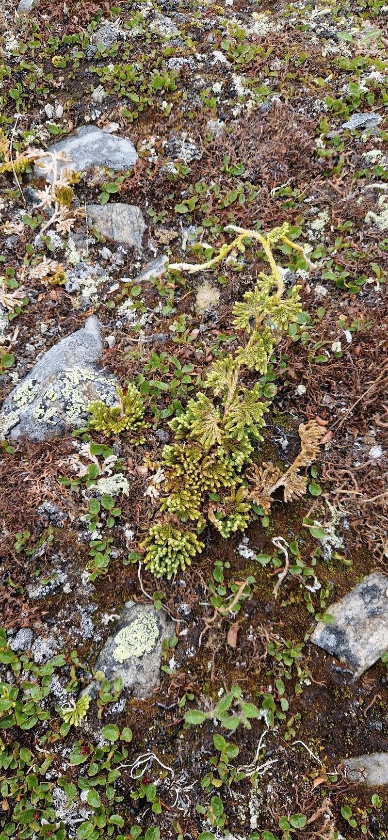 Alpine Clubmoss photo 5