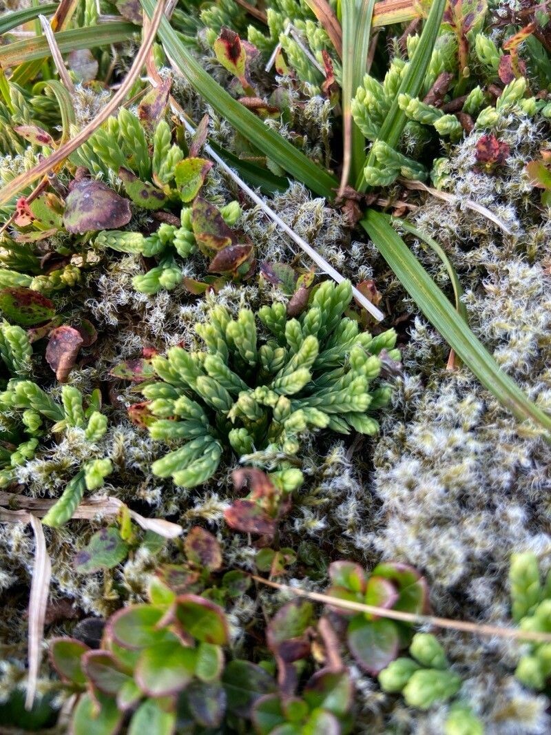 Alpine Clubmoss photo 6