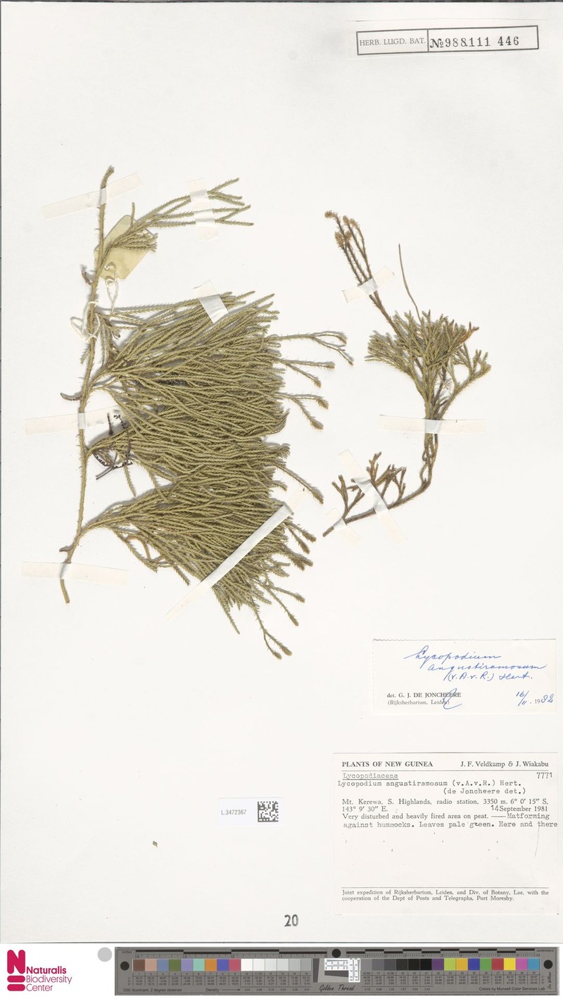 Lycopodium angustiramosum photo 2