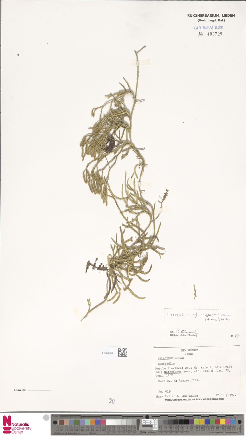 Lycopodium angustiramosum photo 3