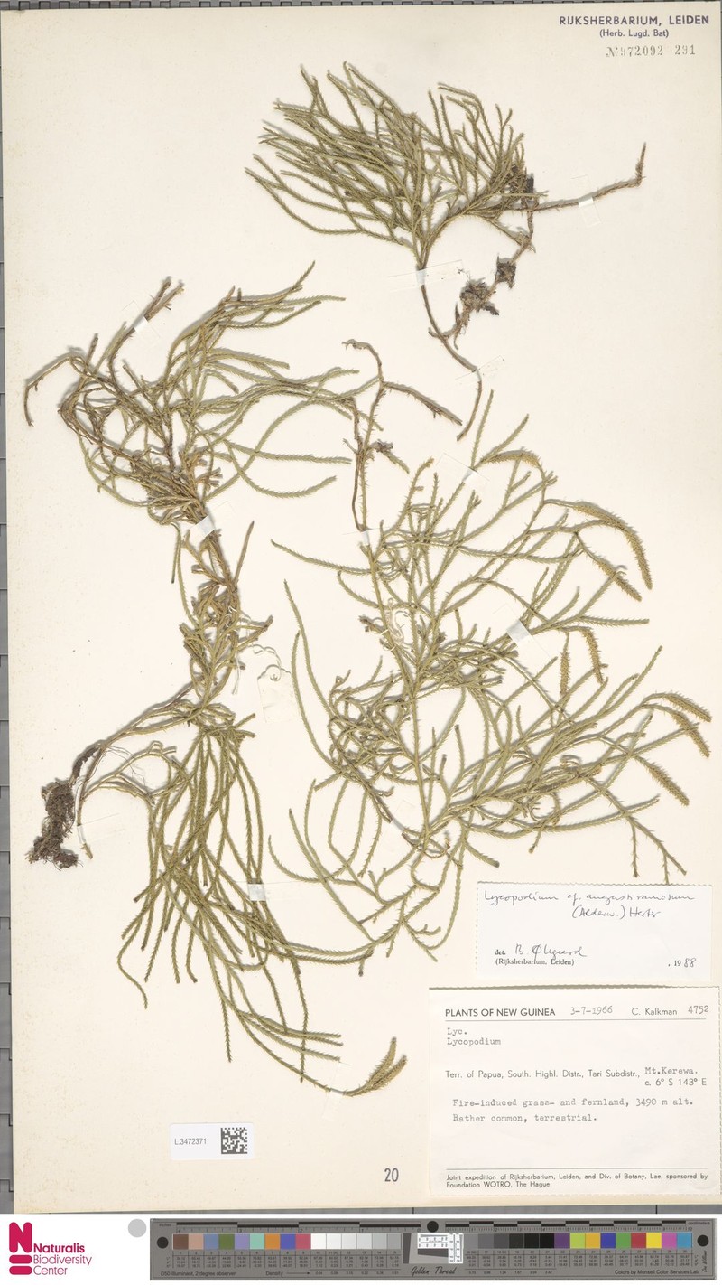 Lycopodium angustiramosum photo 4