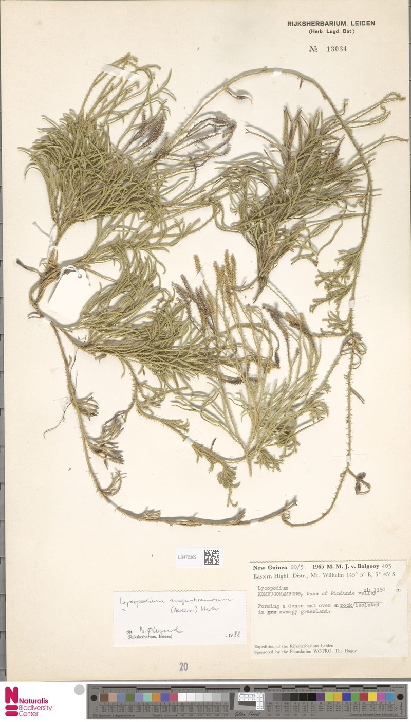 Lycopodium angustiramosum photo 5