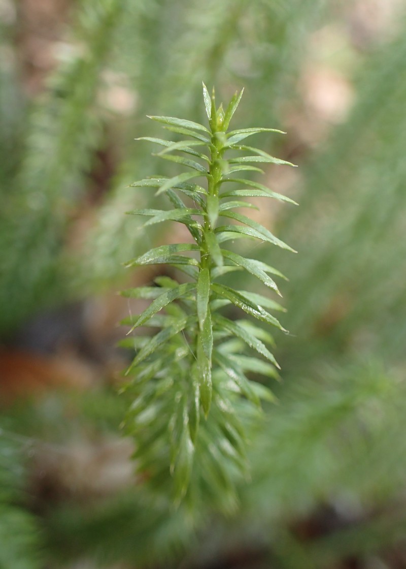 Stiff Clubmoss photo 4
