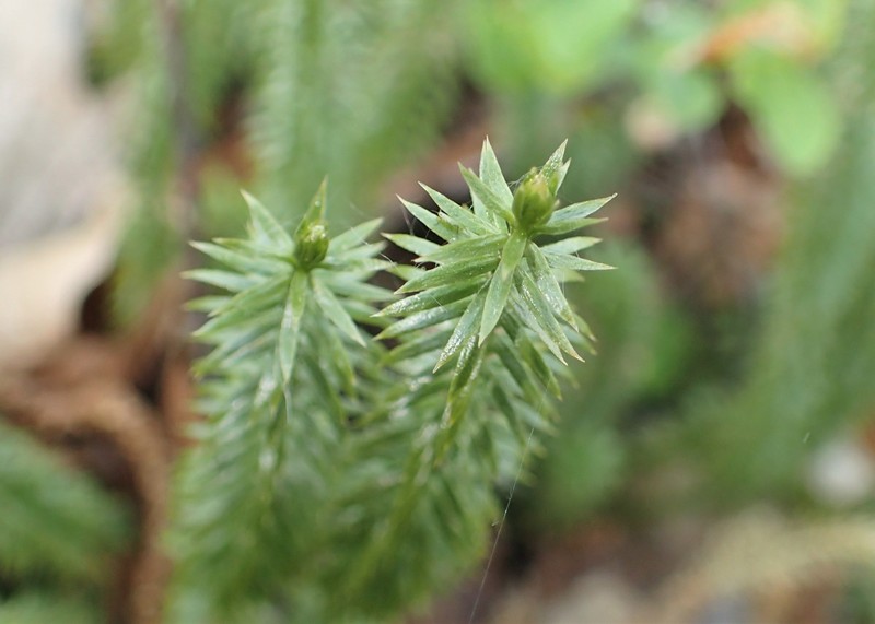 Stiff Clubmoss photo 2