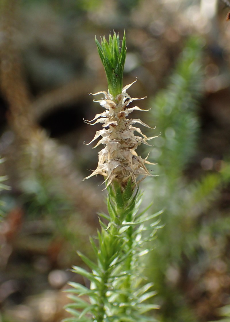 Stiff Clubmoss photo 3
