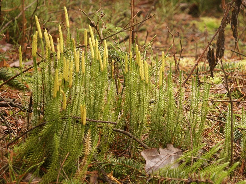 Stiff Clubmoss