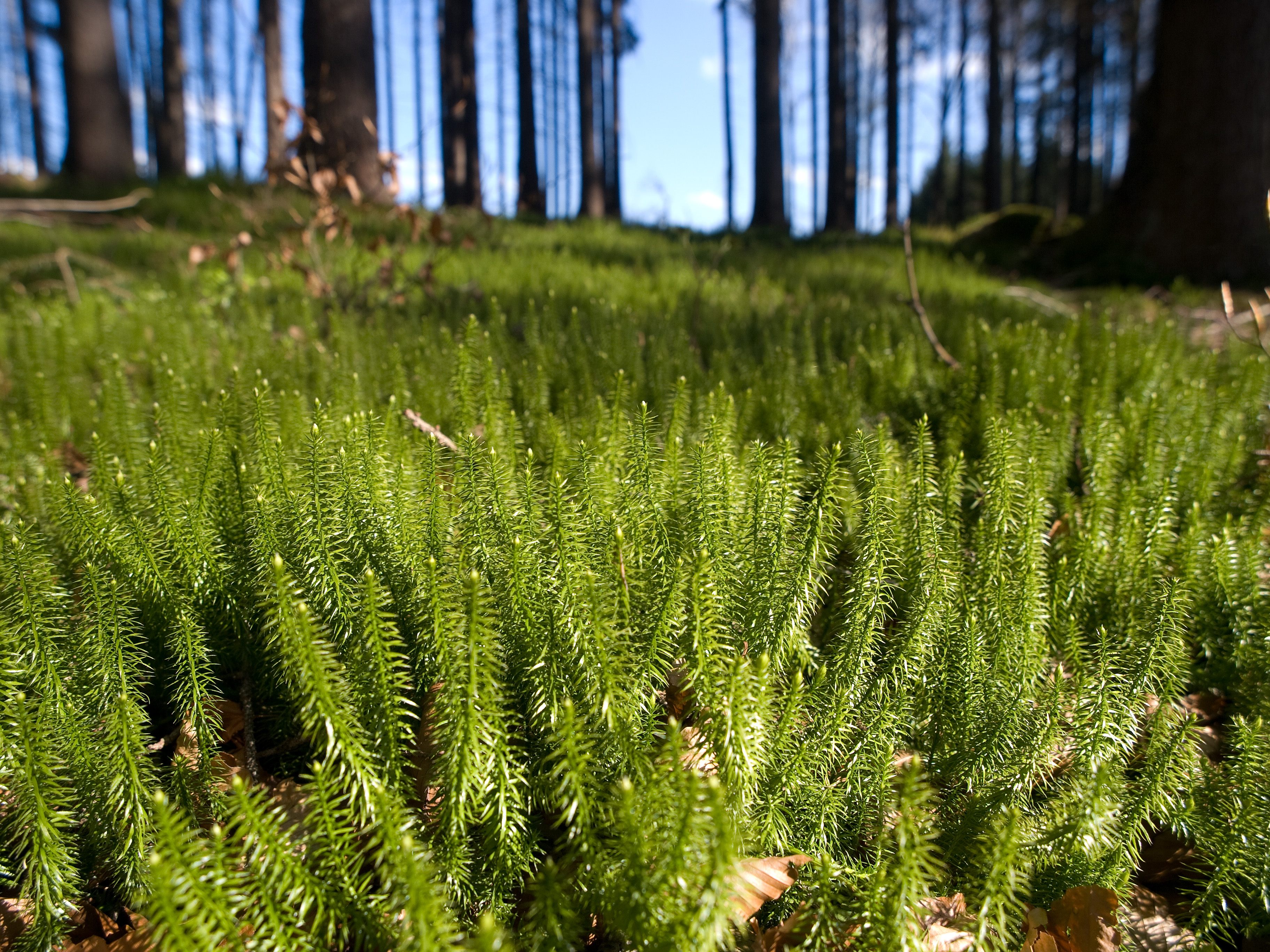 Stiff Clubmoss photo 6