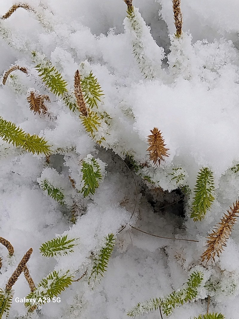 Stiff Clubmoss photo 4
