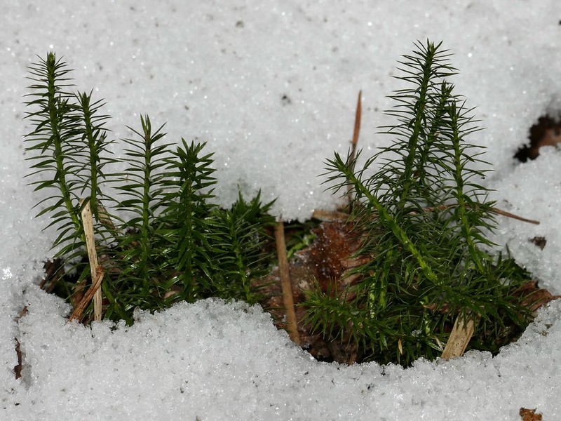Stiff Clubmoss photo 5