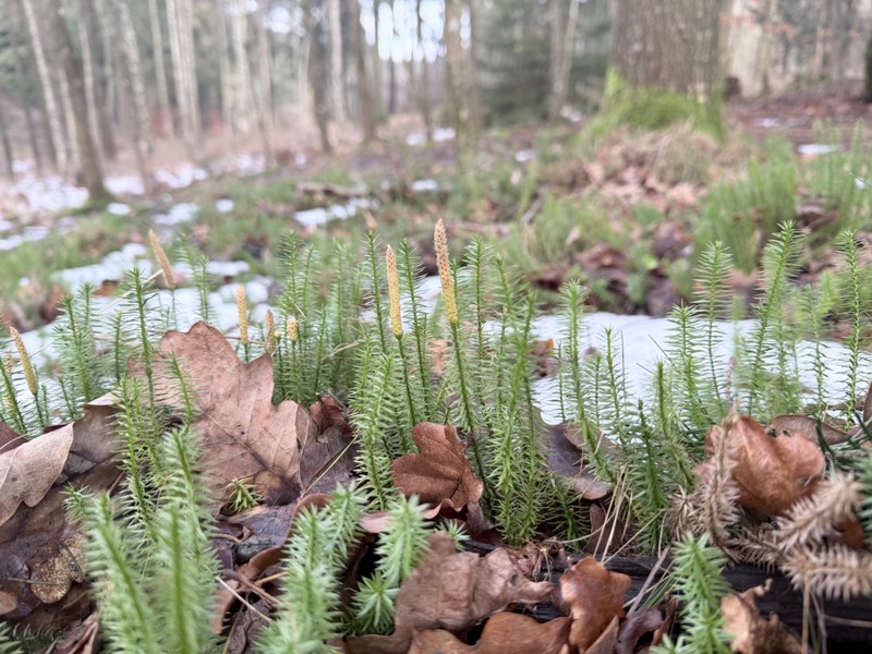 Stiff Clubmoss photo 6