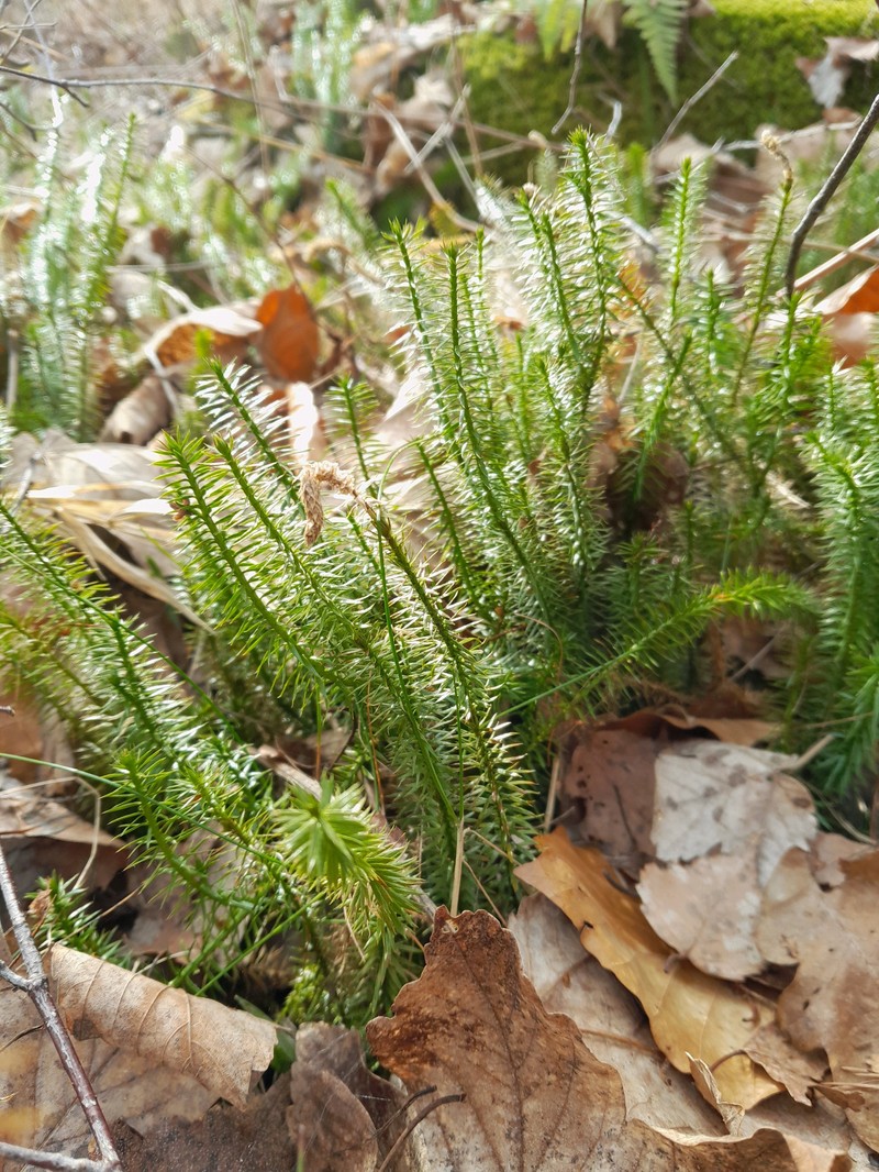 Stiff Clubmoss photo 7