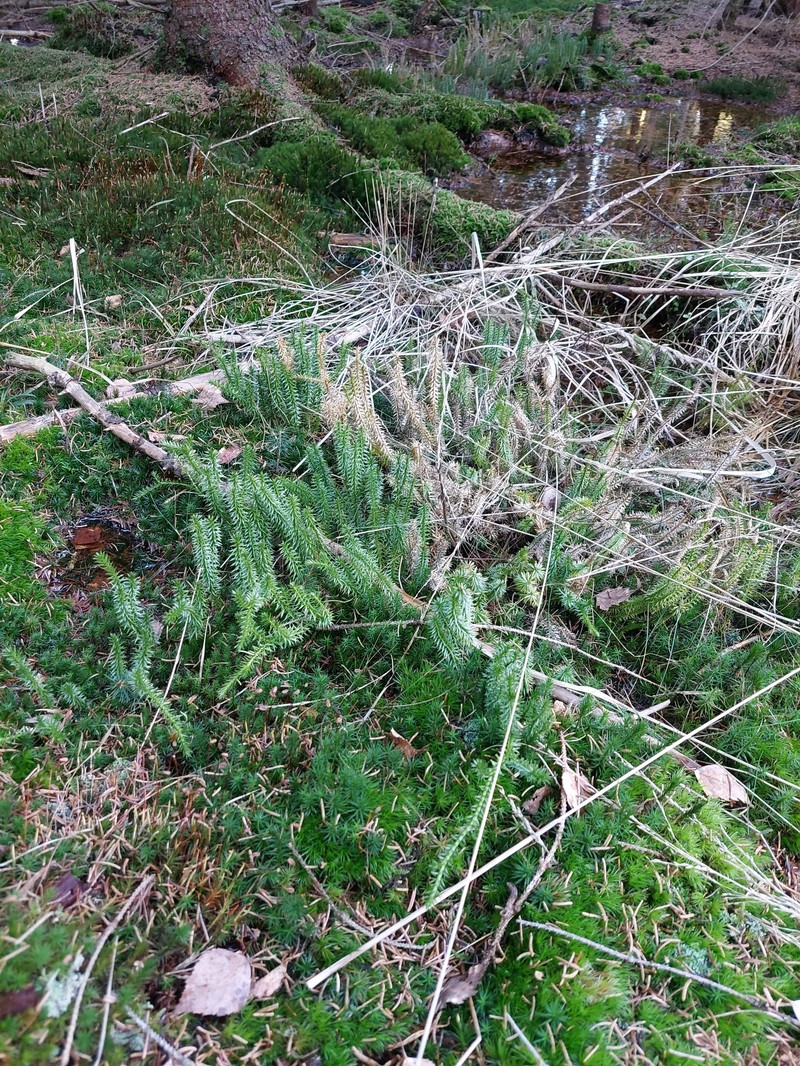 Stiff Clubmoss photo 8