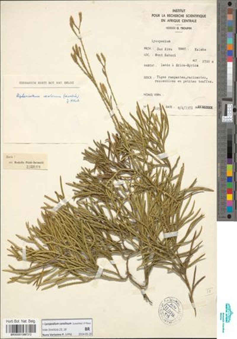 Lycopodium carolinum
