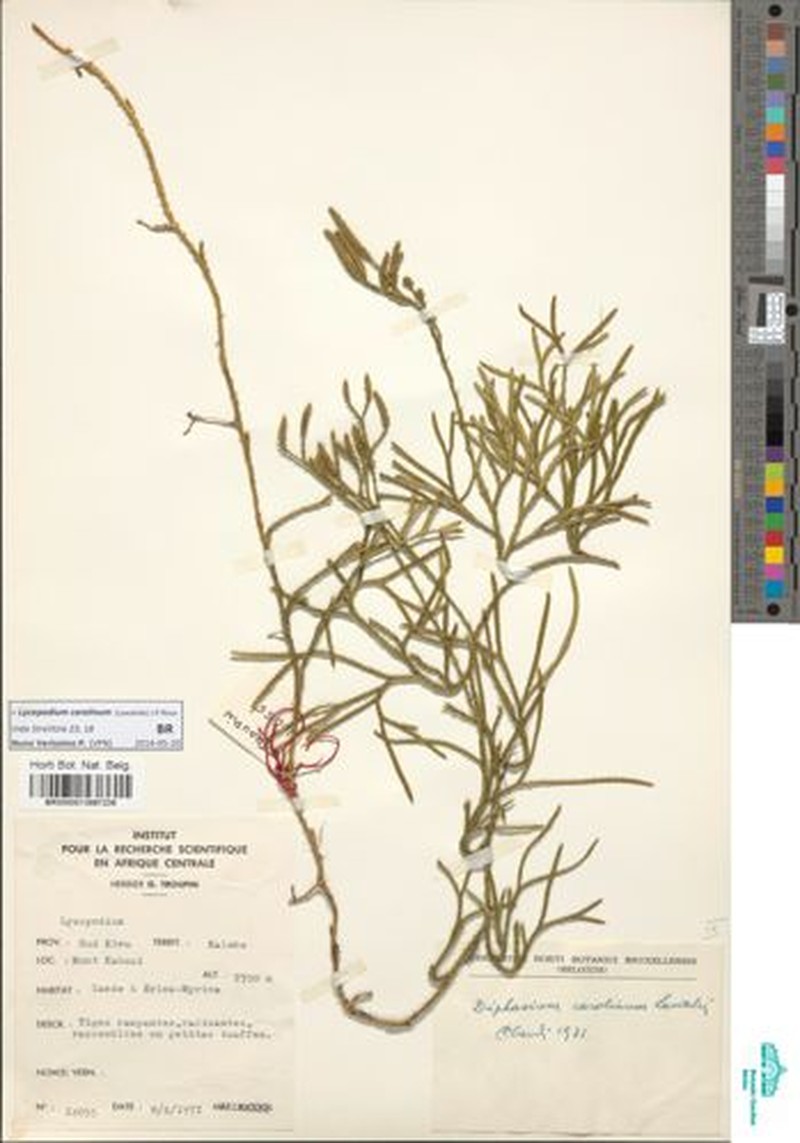 Lycopodium carolinum photo 3