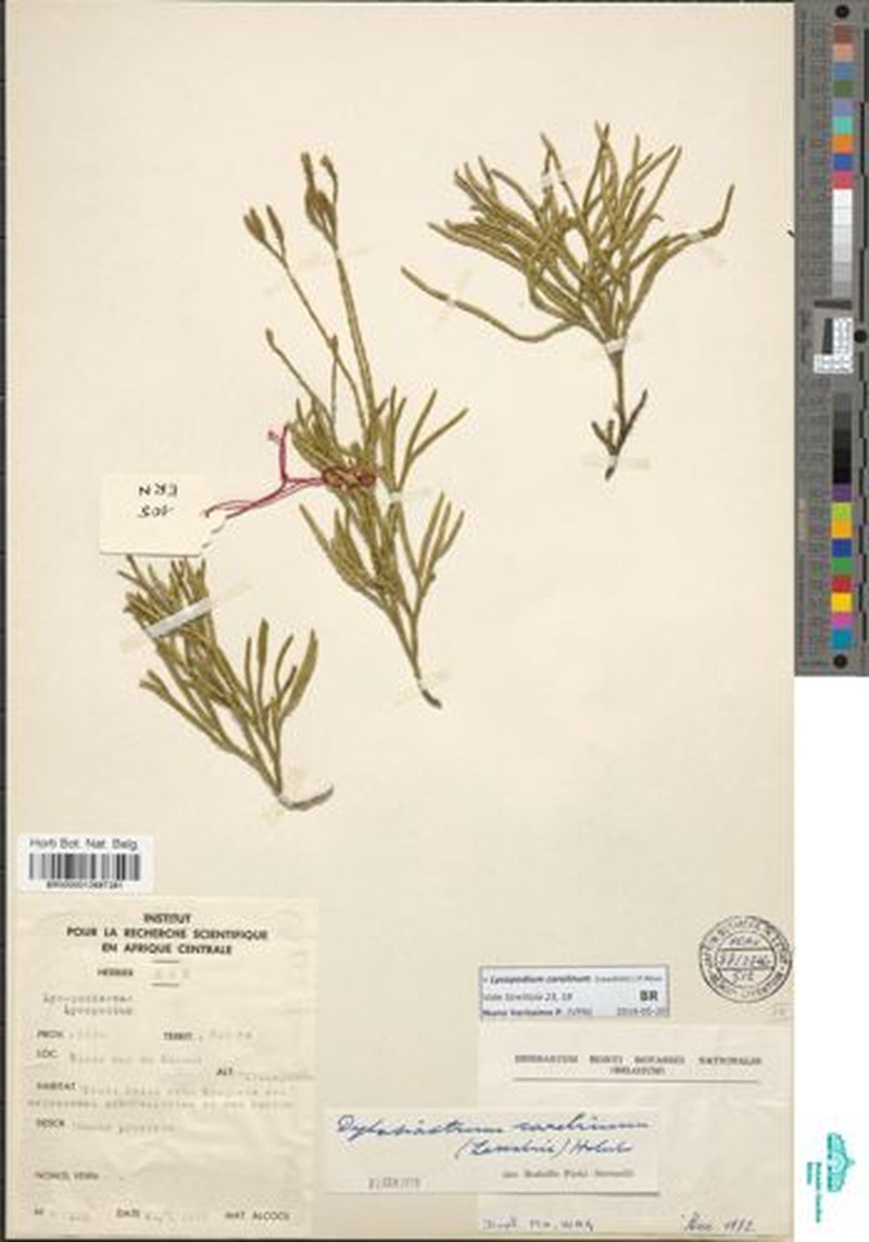 Lycopodium carolinum photo 4
