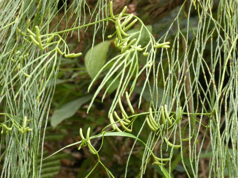 Lycopodium casuarinoides