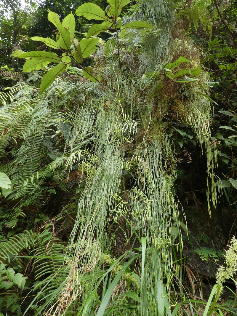 Lycopodium casuarinoides photo 2