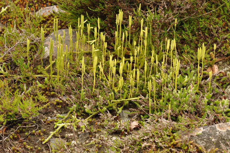 Running Clubmoss photo 2