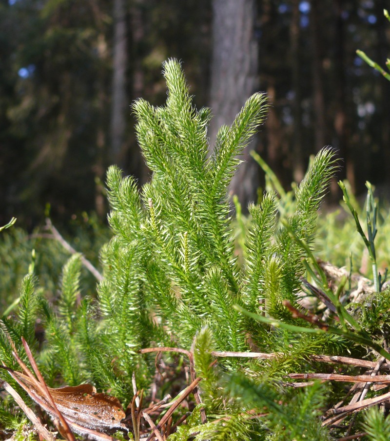 Running Clubmoss