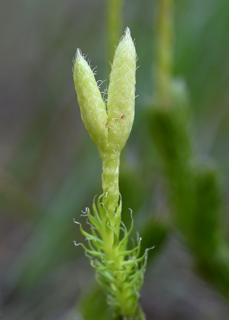 Running Clubmoss photo 3