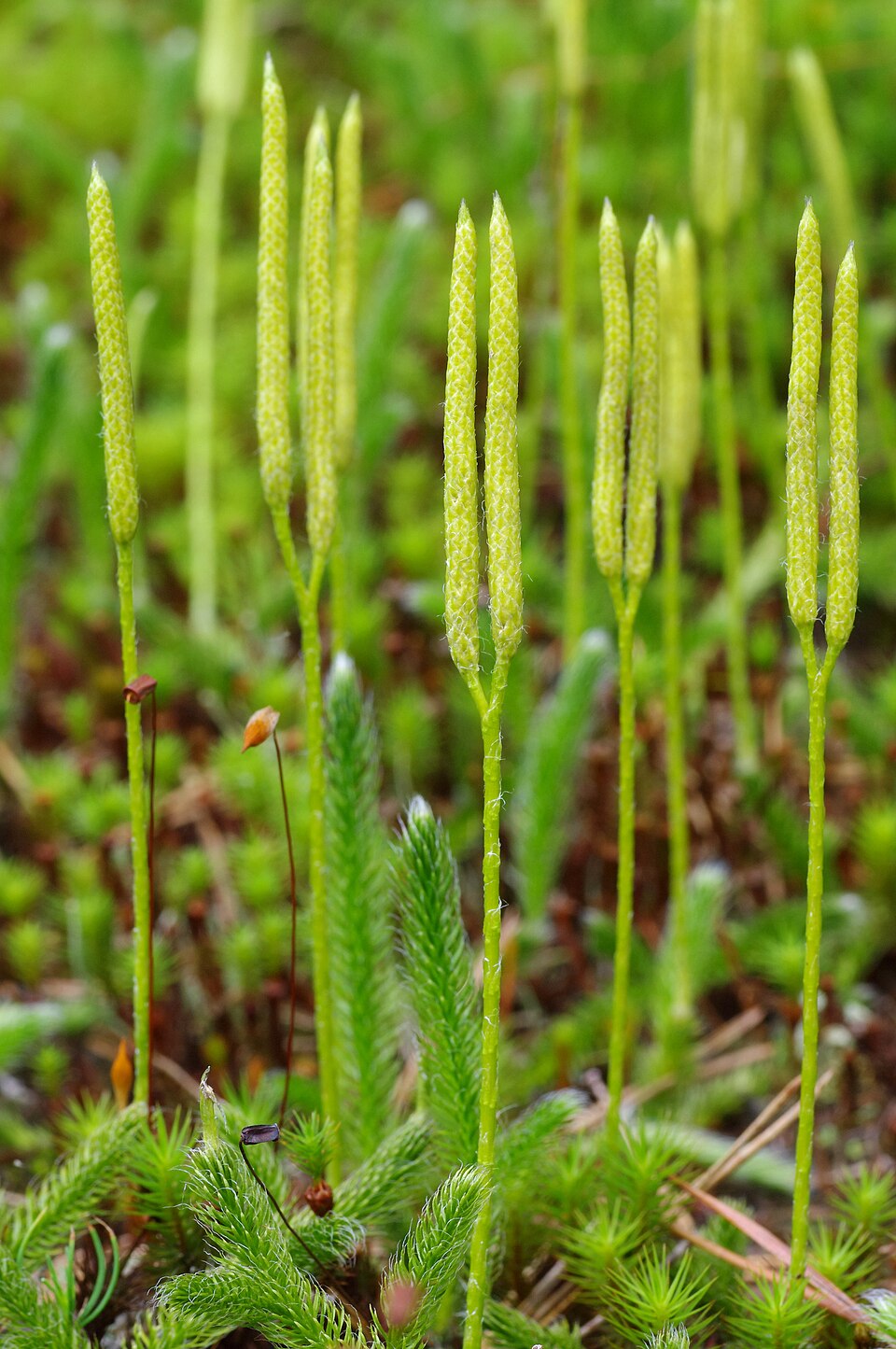 Running Clubmoss photo 4