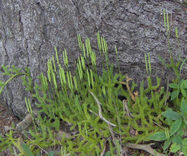 Running Clubmoss photo 5