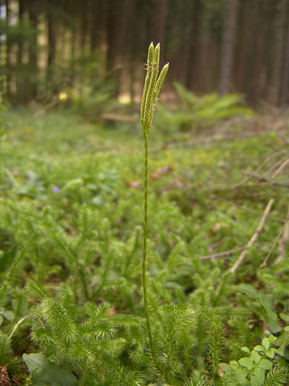 Running Clubmoss photo 6
