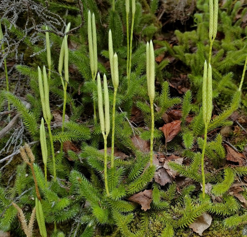 Running Clubmoss photo 6