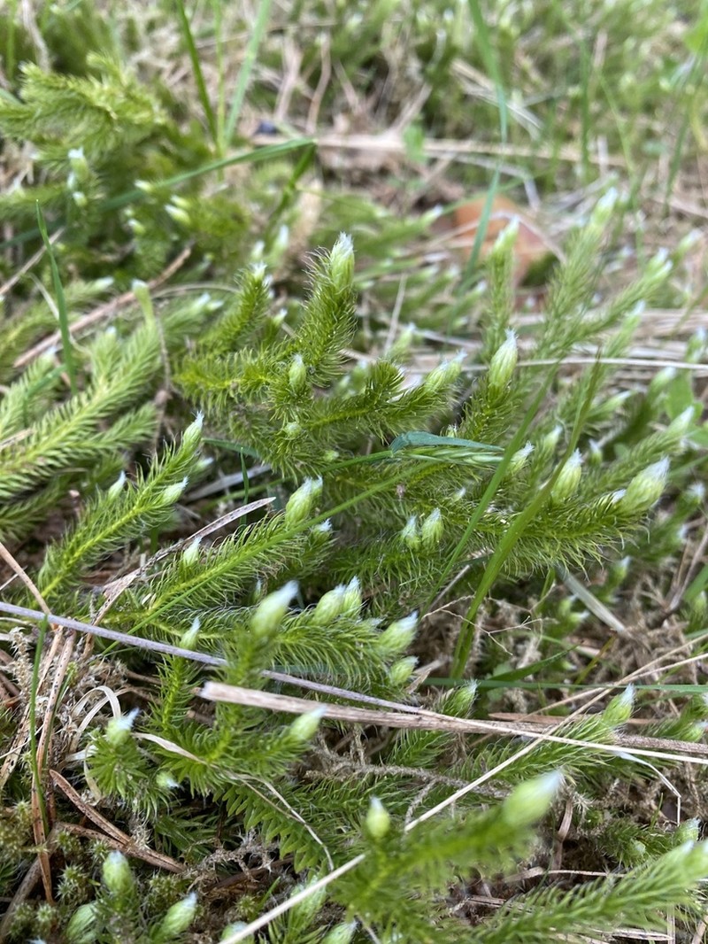 Running Clubmoss photo 7