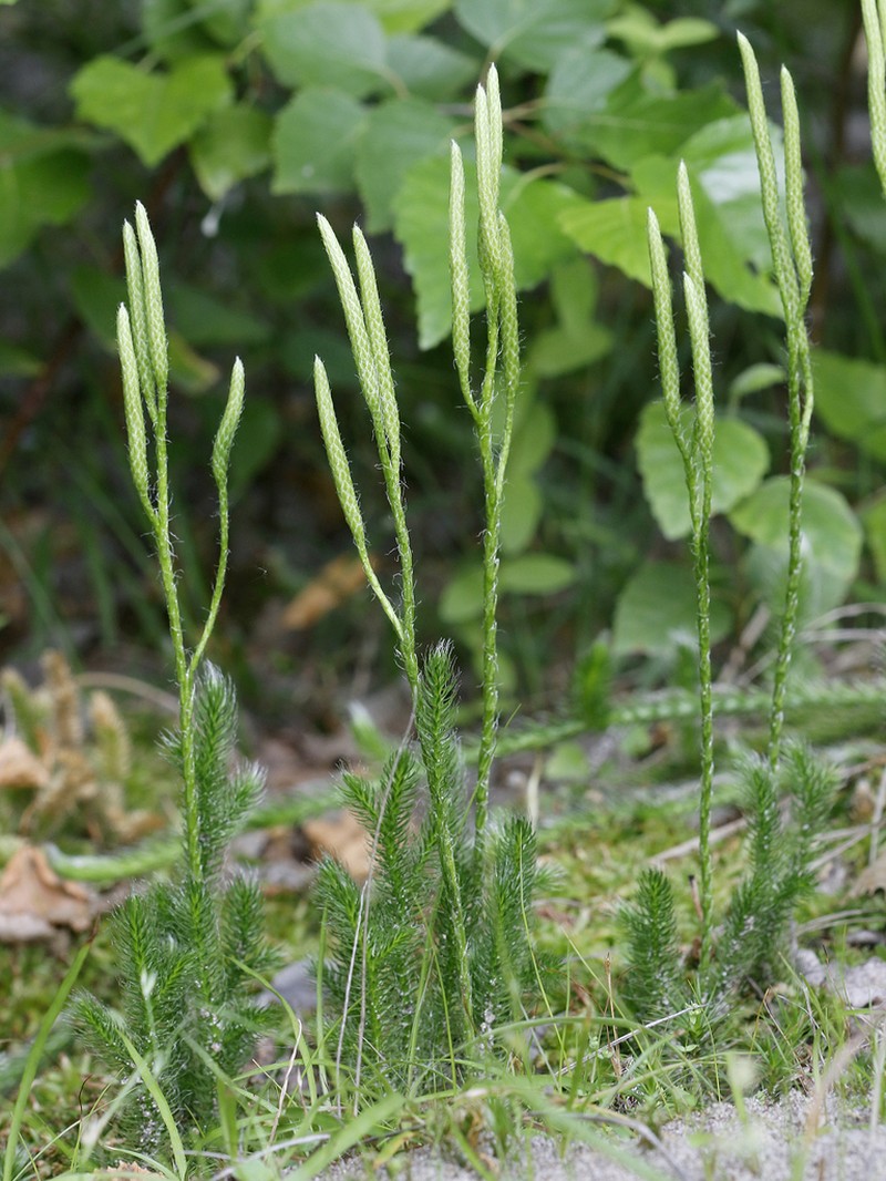Running Clubmoss photo 8