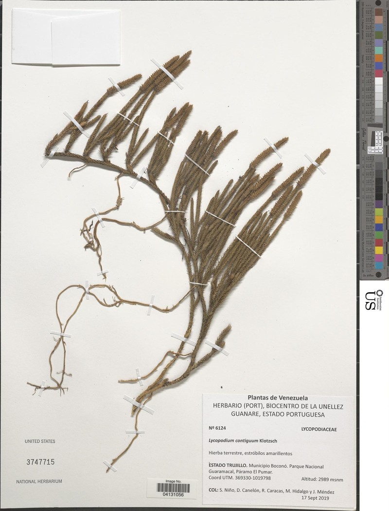 Lycopodium clavatum subsp. contiguum