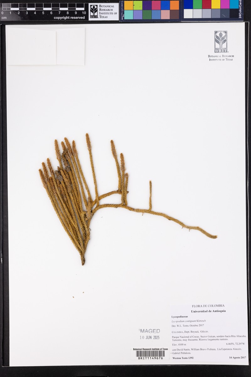 Lycopodium clavatum subsp. contiguum photo 2