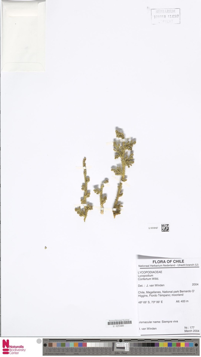 Lycopodium confertum photo 2