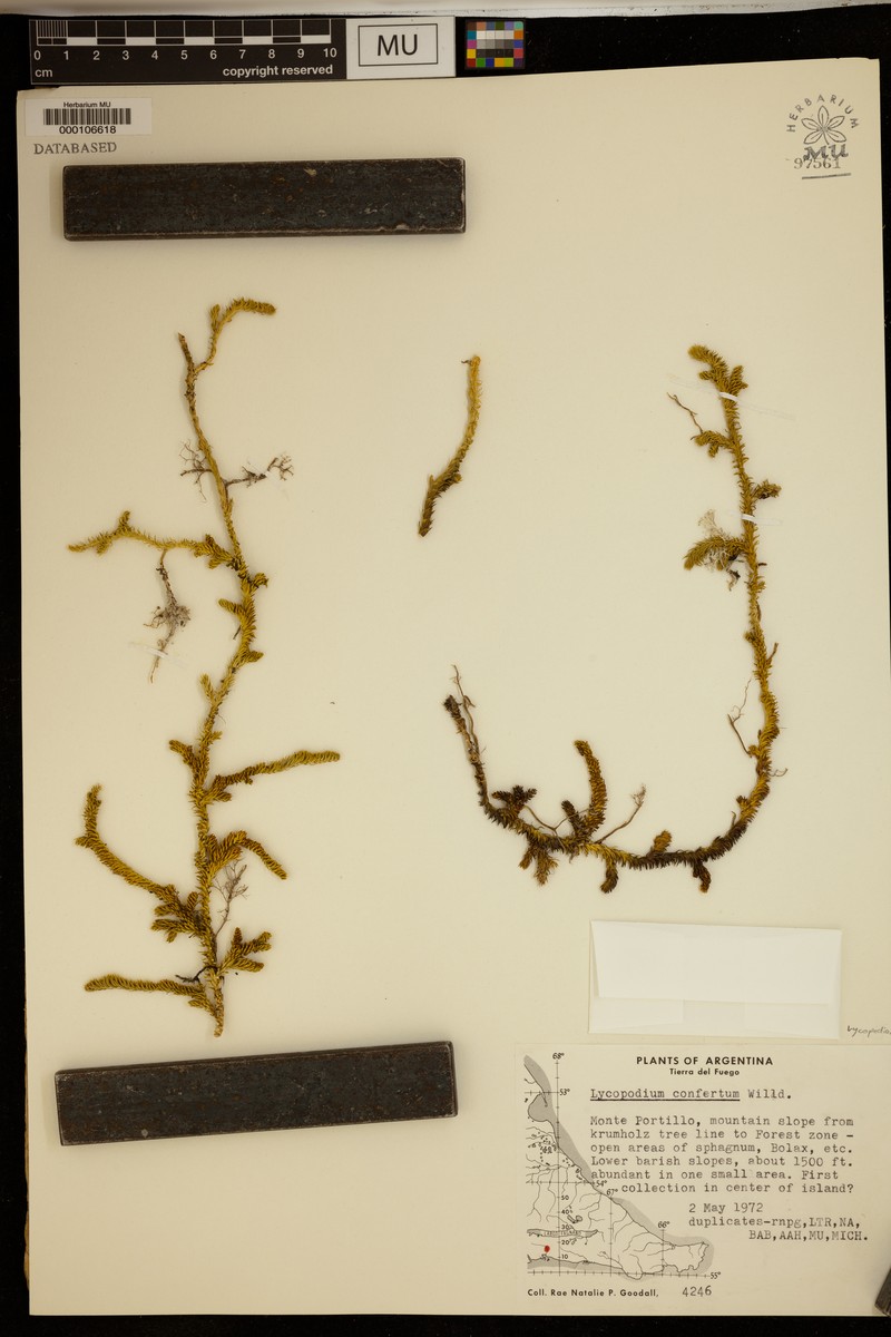 Lycopodium confertum photo 3