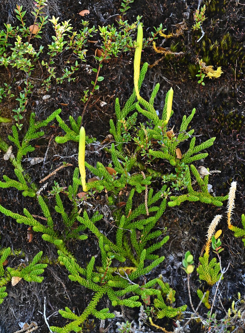Lycopodium confertum