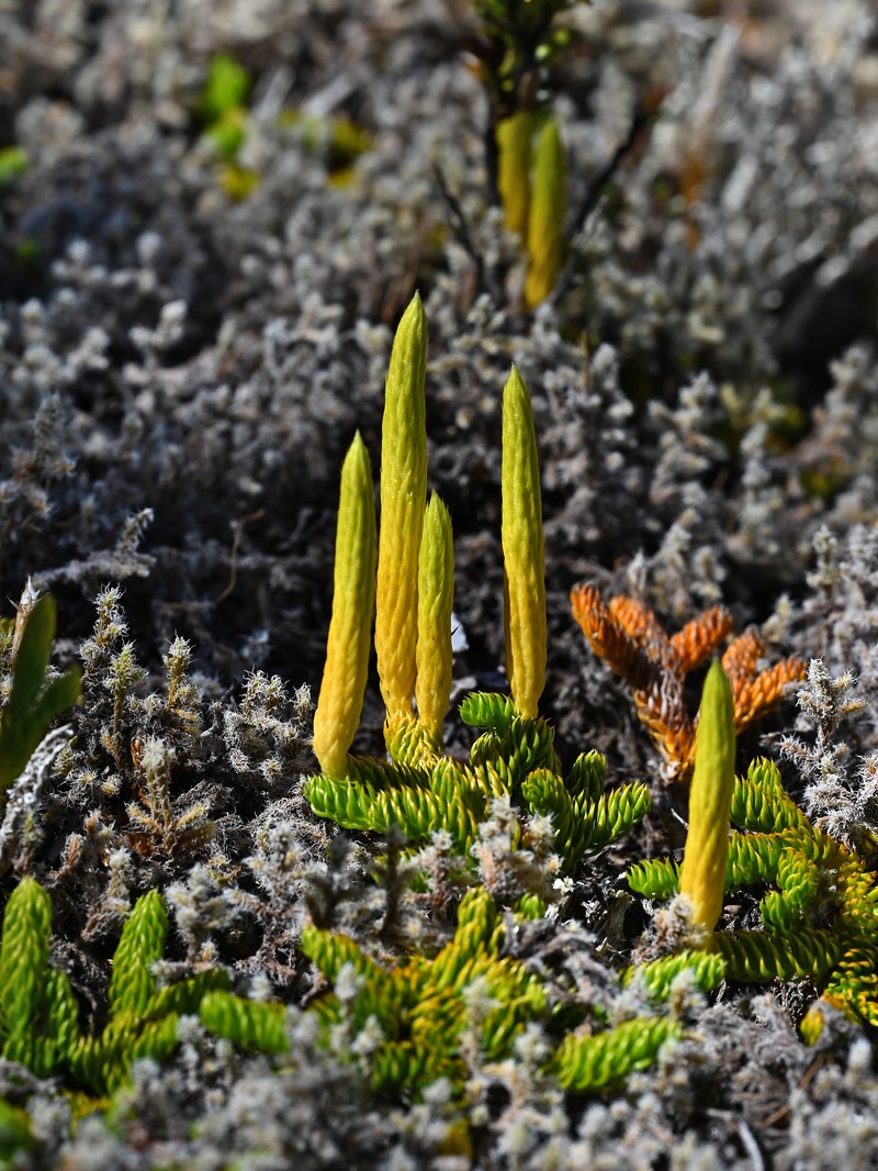 Lycopodium confertum photo 4