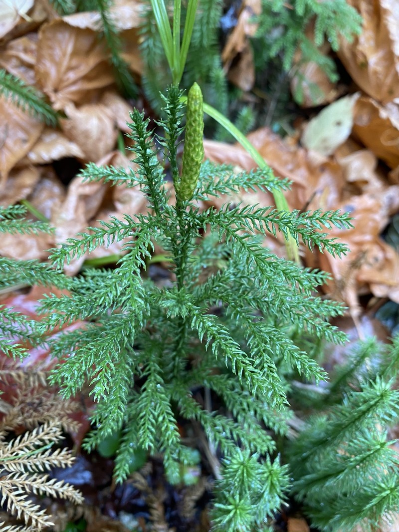 Tree Groundpine photo 2