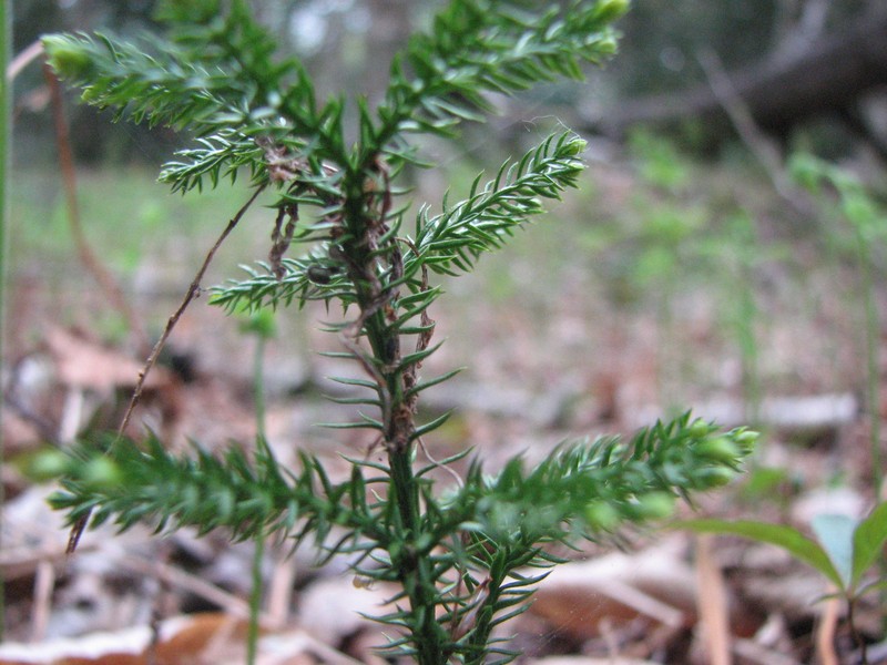 Tree Groundpine photo 3
