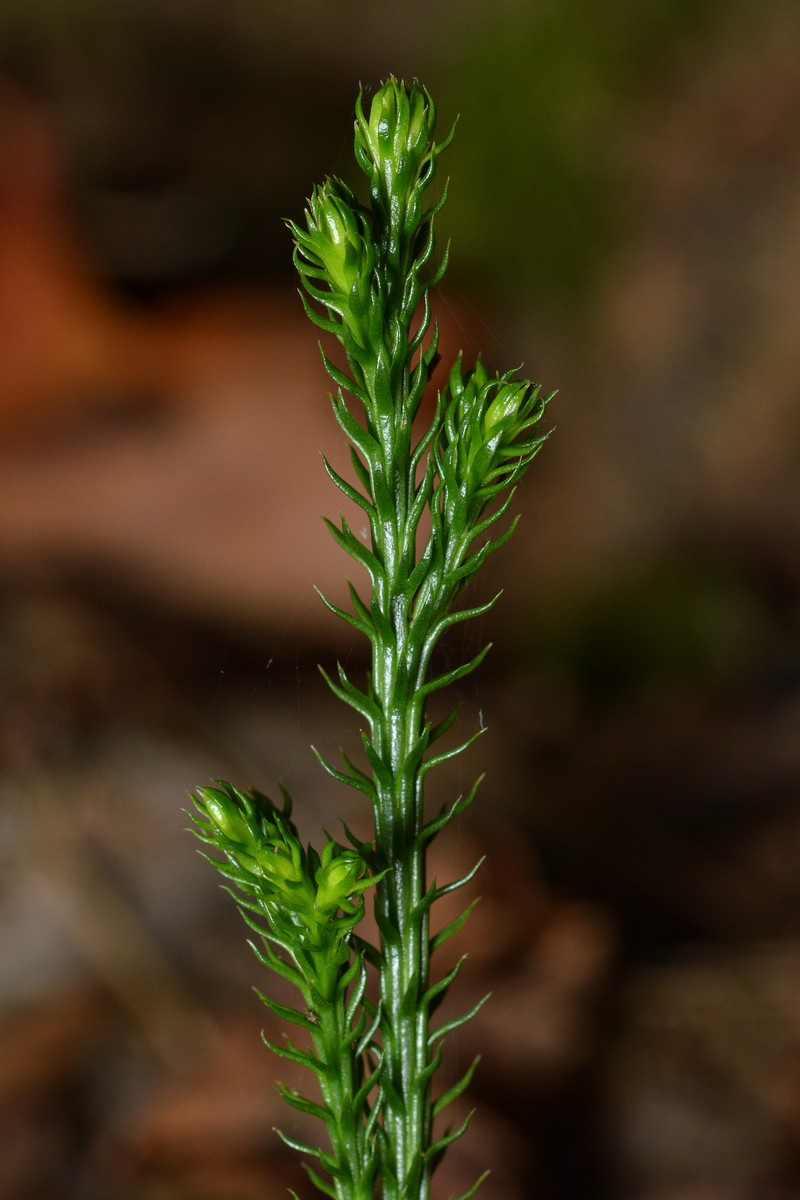 Tree Groundpine photo 4