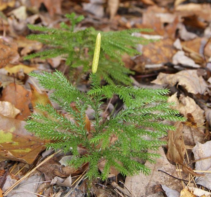 Tree Groundpine