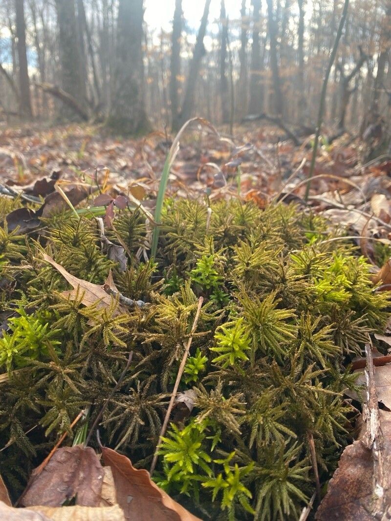 Tree Groundpine photo 3