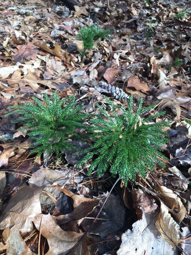 Tree Groundpine photo 4
