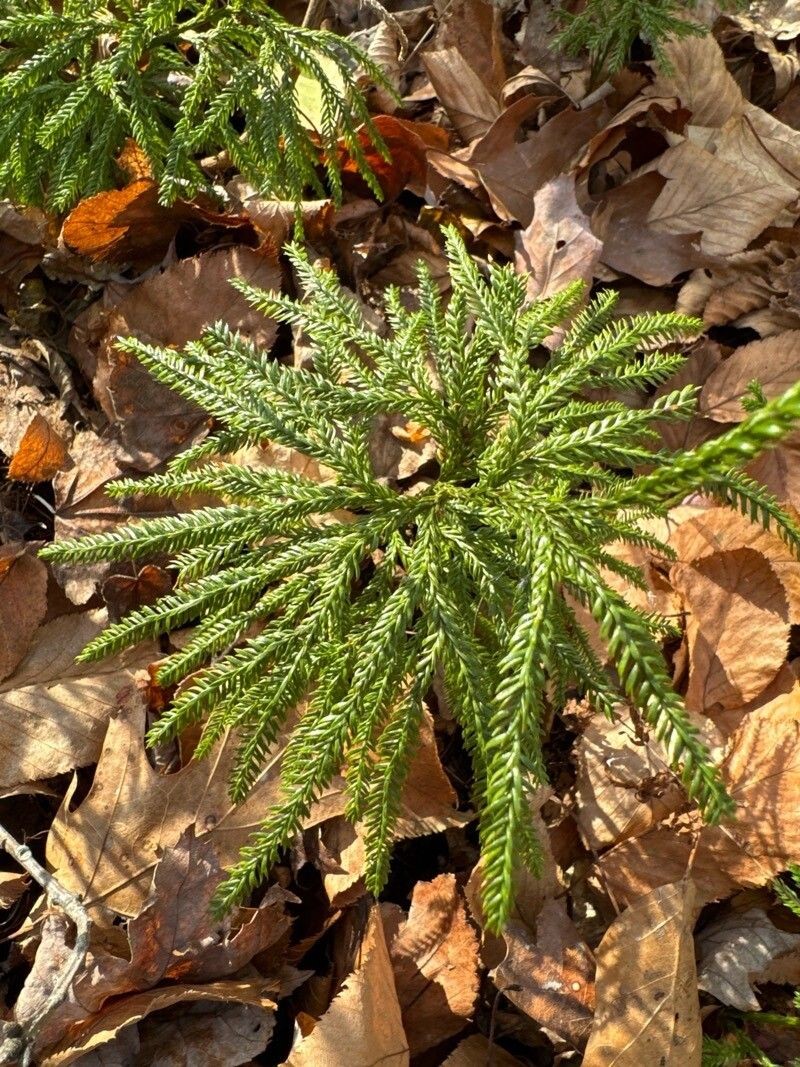 Tree Groundpine photo 5
