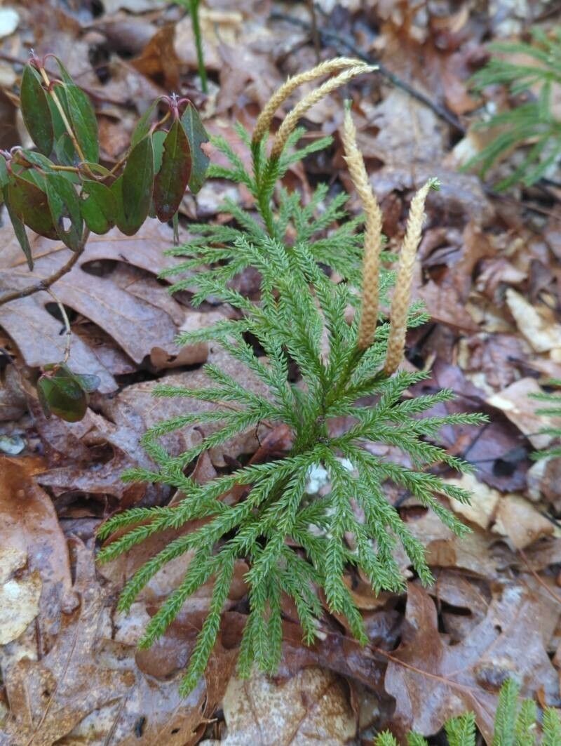 Tree Groundpine photo 6