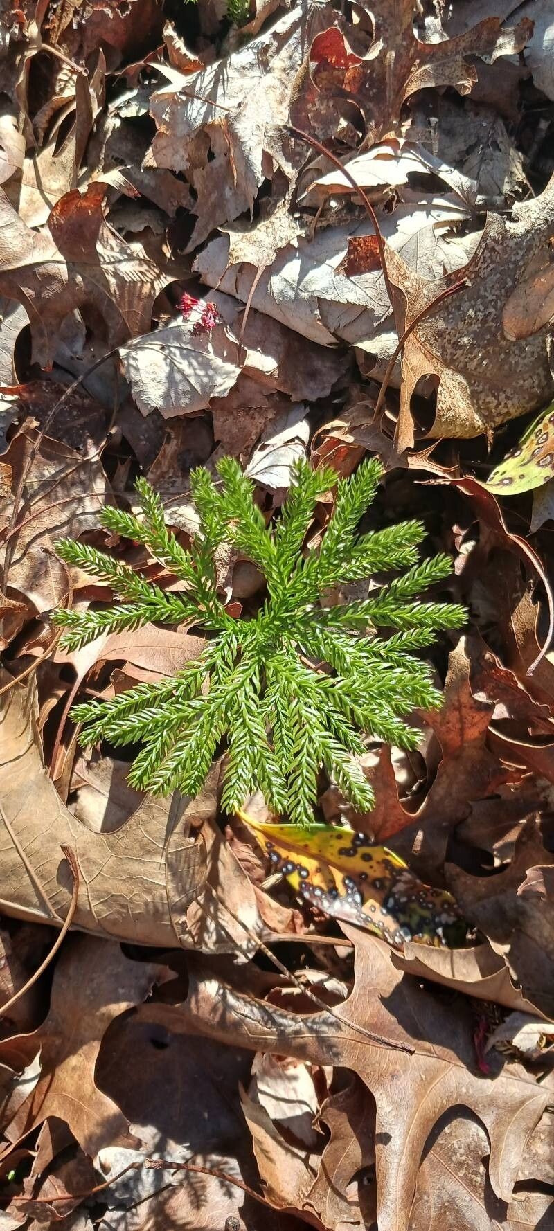 Tree Groundpine photo 7