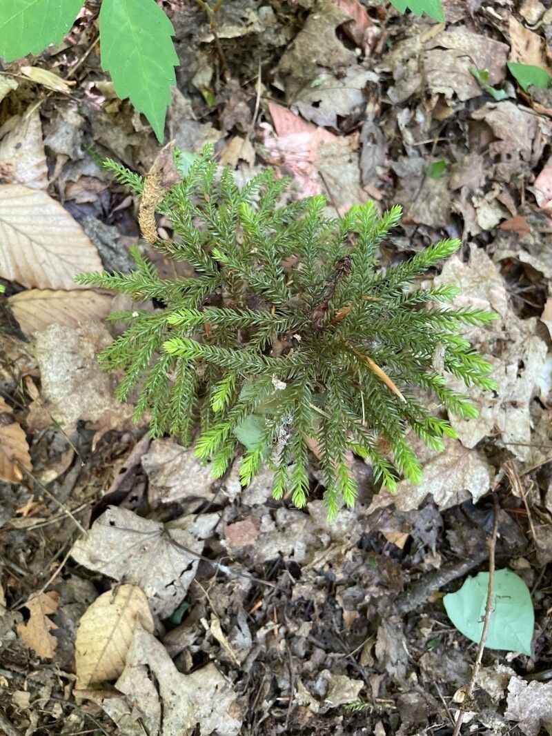 Tree Groundpine photo 8